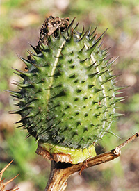 green thorn apple seed pod